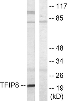 TNF-IP 8 rabbit pAb