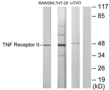 TNF-R2 antibody