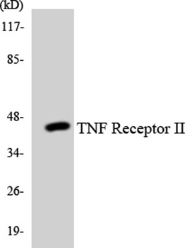 TNF-R2 rabbit pAb