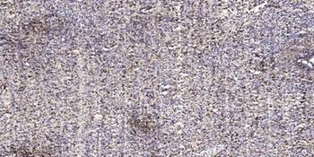 Tollip rabbit pAb