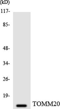 Tom20 antibody