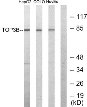 Topo IIIβ-1 rabbit pAb