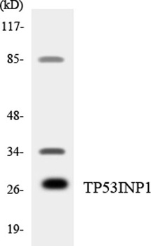 TP53INP1 rabbit pAb