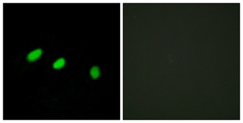 Tra-2α rabbit pAb