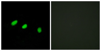 Tra-2 alpha antibody