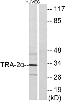 Tra-2 alpha antibody