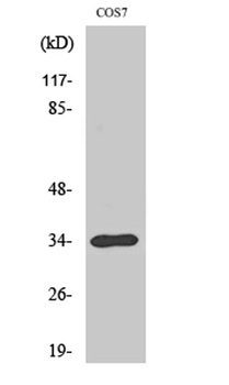 TRADD antibody