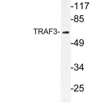 TRAF3 rabbit pAb