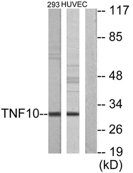 TRAIL antibody