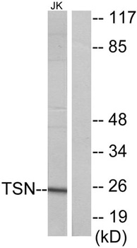 Translin antibody