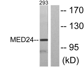 TRAP100 antibody