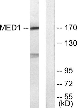 TRAP220 antibody