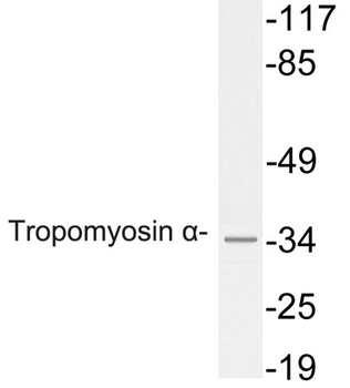 Tropomyosin α rabbit pAb