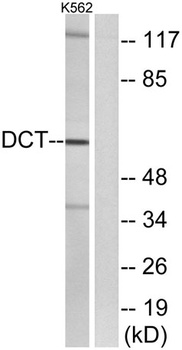 TRP2 antibody