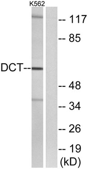TRP2 rabbit pAb