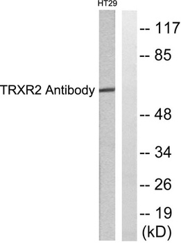 TrxR2 rabbit pAb