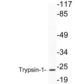 Trypsin-1 rabbit pAb