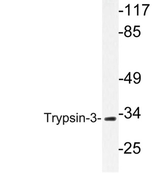 Trypsin-3 rabbit pAb
