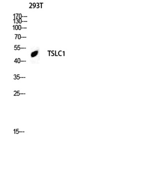 TSLC1 antibody