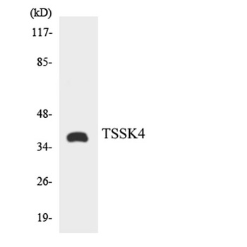 TSSK 4 antibody