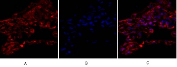 Tubulin α rabbit pAb