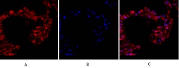 Tubulin α rabbit pAb