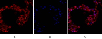 Tubulin alpha antibody