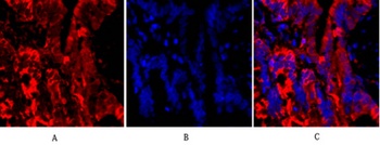 Tubulin α rabbit pAb