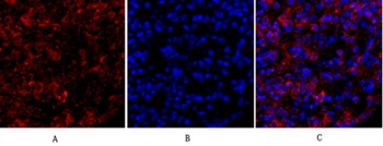 Tubulin α rabbit pAb