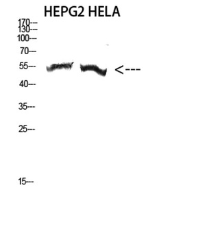 Tubulin α-3C/D/E rabbit pAb