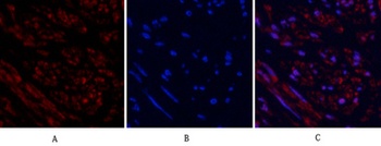 Tubulin β rabbit pAb