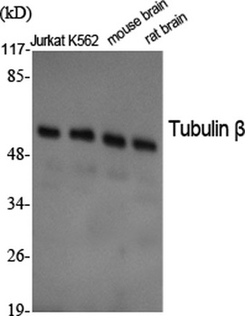 Tubulin β rabbit pAb
