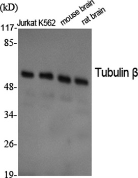 Tubulin beta antibody