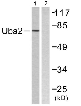 UBA2 rabbit pAb