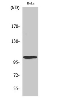 UBE1L rabbit pAb Antibody