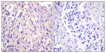 UBE1L antibody