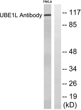 UBE1L rabbit pAb