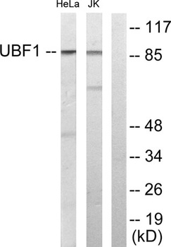 UBF-1 rabbit pAb