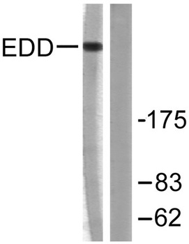 UBR5 antibody
