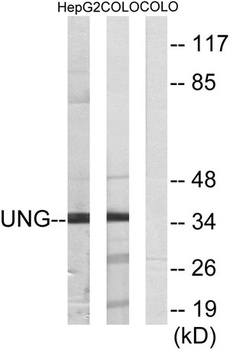 UDG antibody