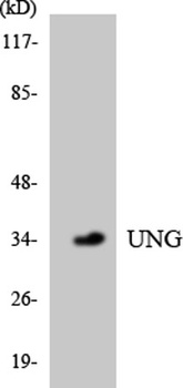 UDG antibody