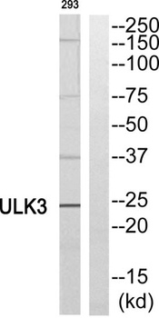 ULK3 antibody