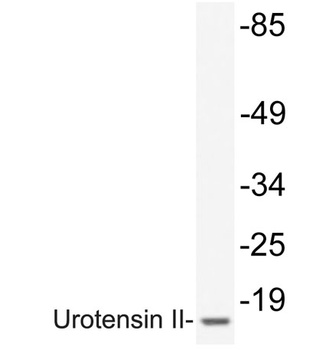Urotensin II antibody