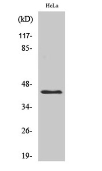 USF-2 antibody
