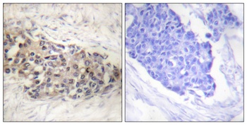 USF-2 antibody