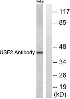 USF-2 antibody