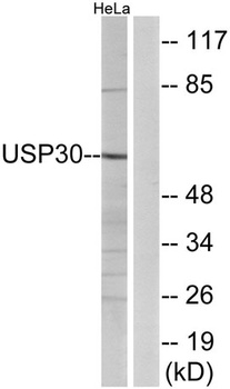 USP30 rabbit pAb