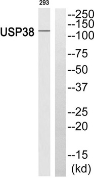 USP38 antibody