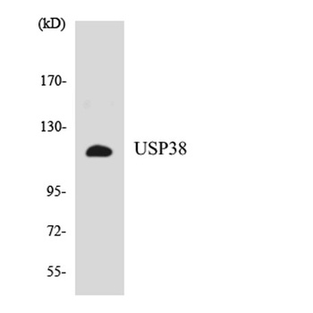 USP38 rabbit pAb