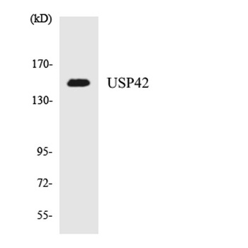 USP42 rabbit pAb